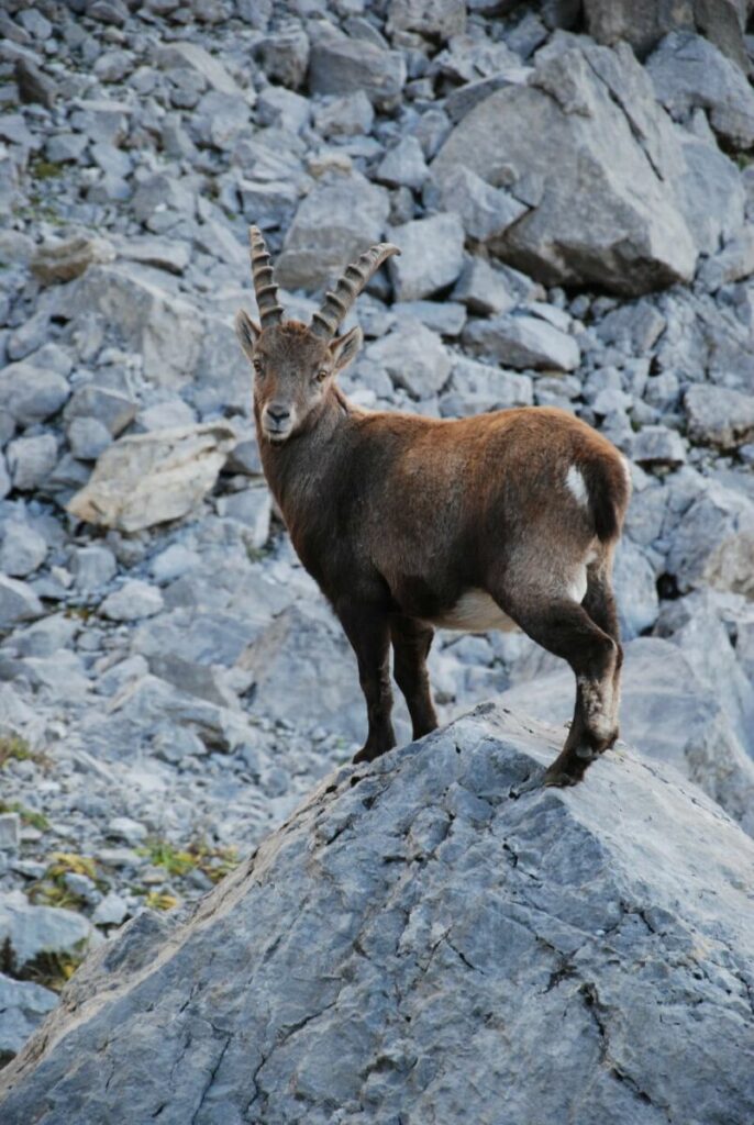 Ein besonderes Erlebnis: Einer der Steinböcke am Sonnjoch