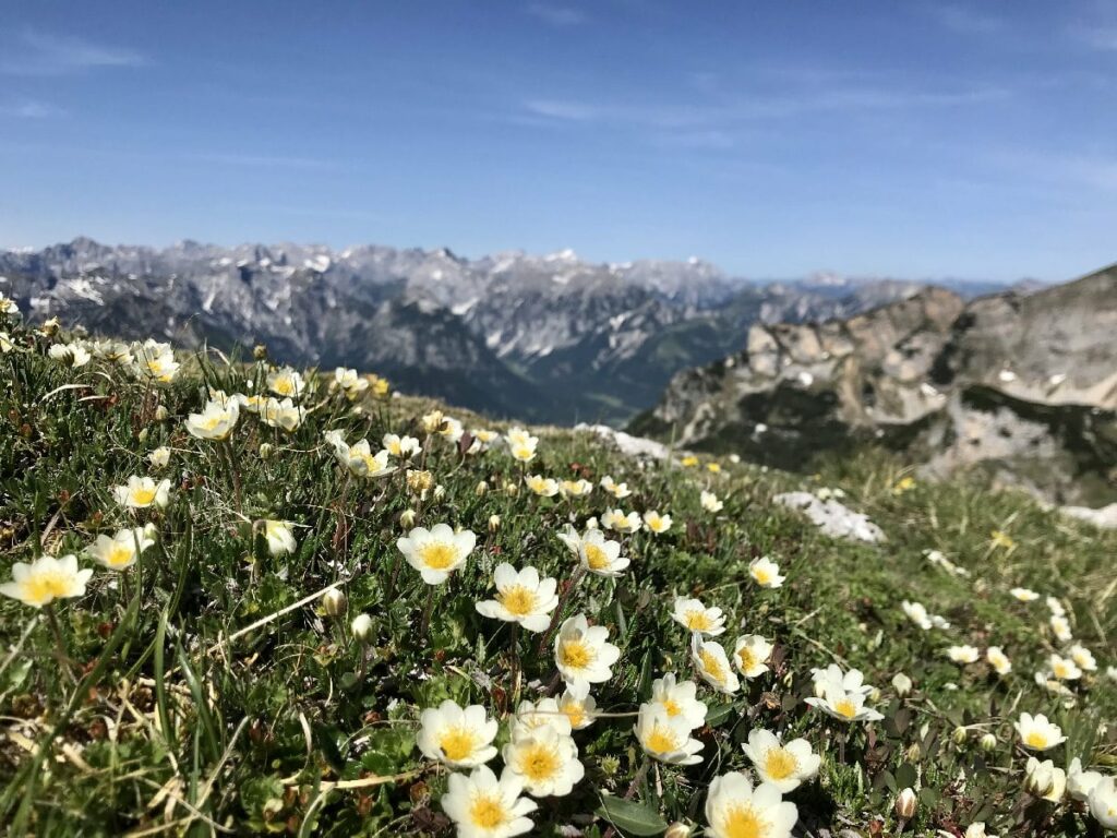 Achensee Berge im Frühling - so schön blühen die Blumen am Gipfel der Haidachstellwand